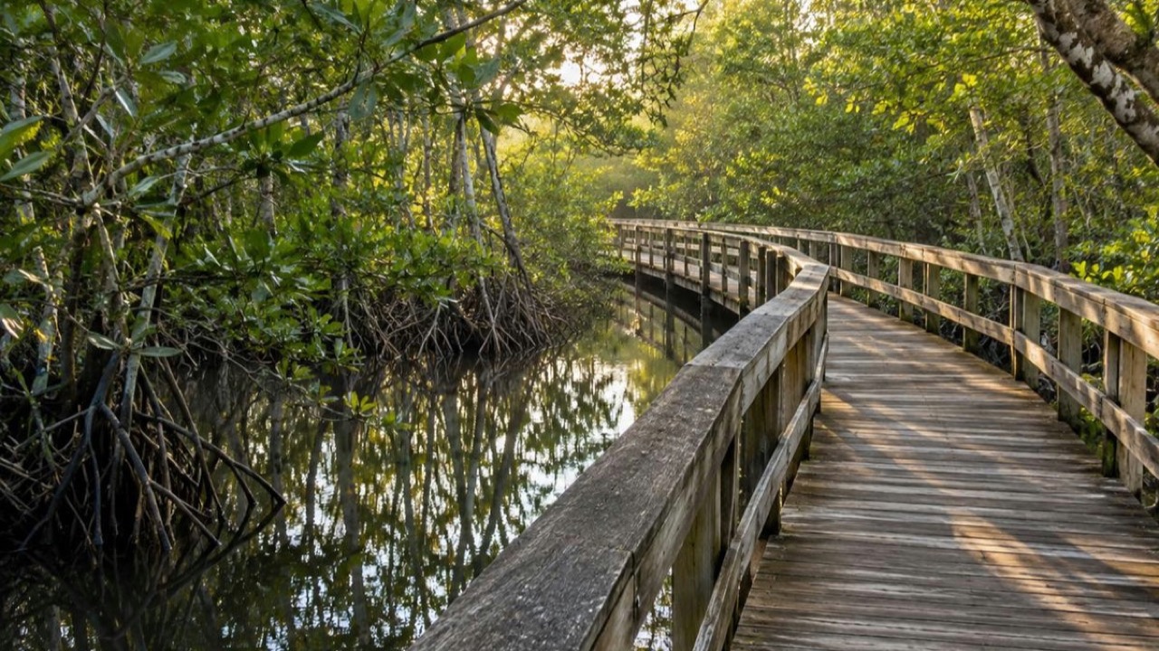 A visitor pauses on an elevated wooden boardwalk over Florida wetlands, similar in style to Naples' new Bayshore Boardwalk